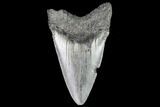 Juvenile Megalodon Tooth - Georgia #111600-1